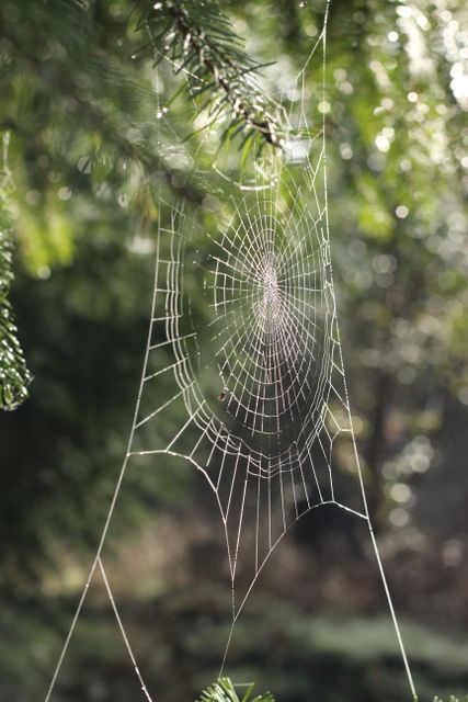 a spider web in the forest - Download Free Stock Photos Pikwizard.com