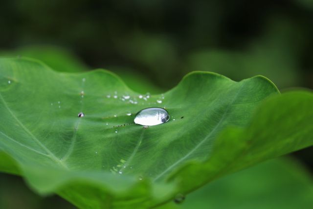Close up of water drops on leaf - Download Free Stock Photos Pikwizard.com