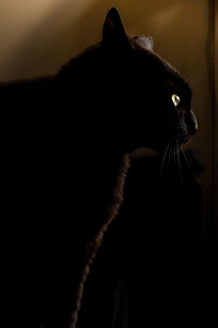 Panther cat black- Download Free Stock Photos Pikwizard.com