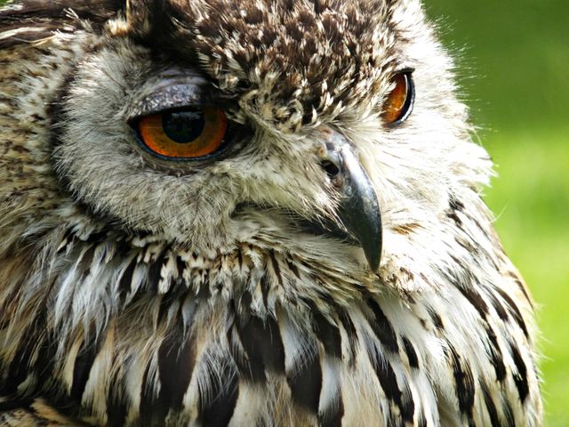 Nature owl macro feathers - Download Free Stock Photos Pikwizard.com