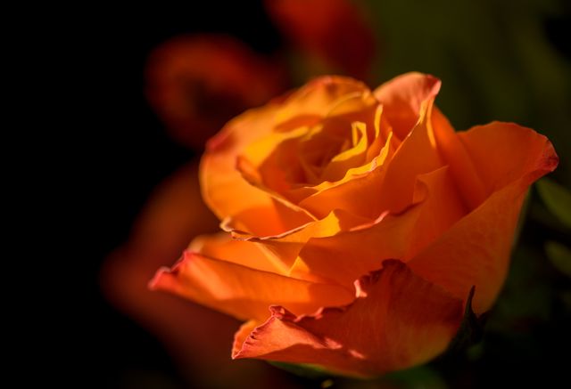 Orange Petal Flower - Download Free Stock Photos Pikwizard.com