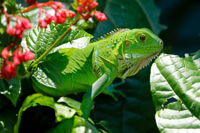Green Reptile on Red and Green Leaves - Download Free Stock Photos Pikwizard.com