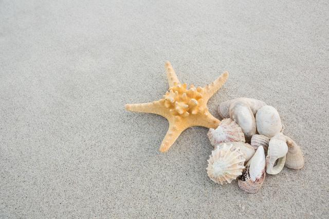 Starfish and shells on sand - Download Free Stock Photos Pikwizard.com