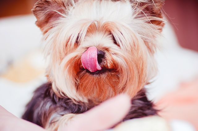 Dog tongue pet- Download Free Stock Photos Pikwizard.com