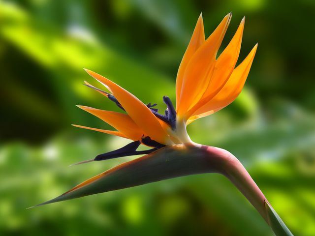 Macro Photography of Orange Flower - Download Free Stock Photos Pikwizard.com