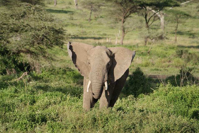 Africa animal elephant - Download Free Stock Photos Pikwizard.com