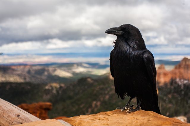 Raven bird desert - Download Free Stock Photos Pikwizard.com