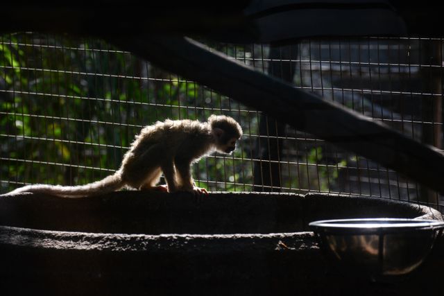 Monkey Capuchin Primate - Download Free Stock Photos Pikwizard.com