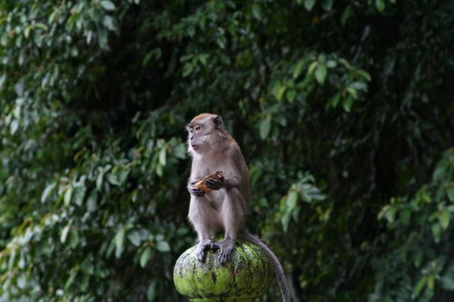 Monkey Macaque Primate - Download Free Stock Photos Pikwizard.com
