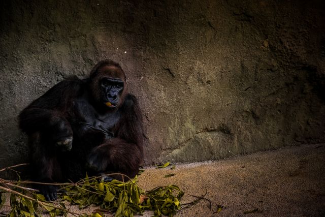 Gorilla Sitting Near Grey Rock Wall - Download Free Stock Photos Pikwizard.com