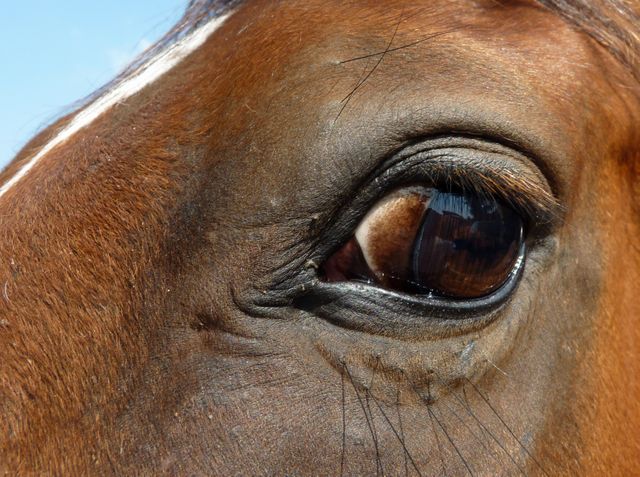 Animal close up equine eye - Download Free Stock Photos Pikwizard.com
