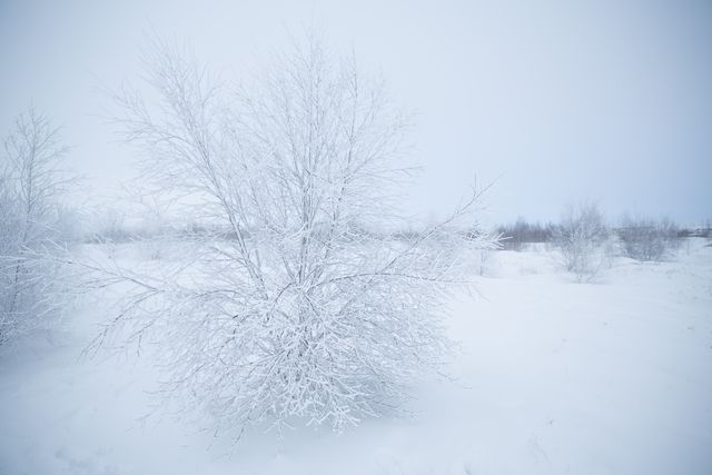 a tree covered in snow - Download Free Stock Photos Pikwizard.com