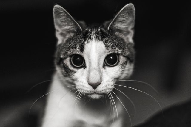 Cat Feline Animal - Download Free Stock Photos Pikwizard.com