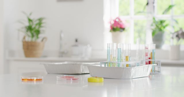 Image of test tubes, petri dishes and chemistry equipment on kitchen counter at home, copy space. Science, education, learning, and domestic life.