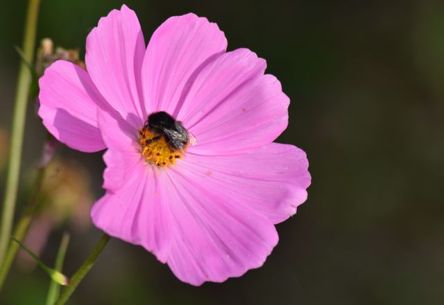 Colors cosmos cosmos pink flowering - Download Free Stock Photos Pikwizard.com