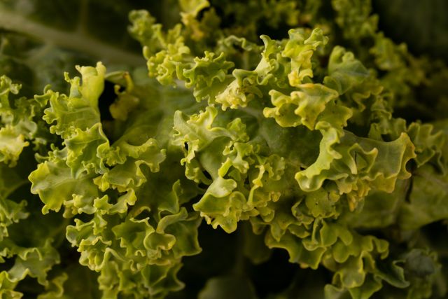 Full frame close-up shot of fresh green kale - Download Free Stock Photos Pikwizard.com