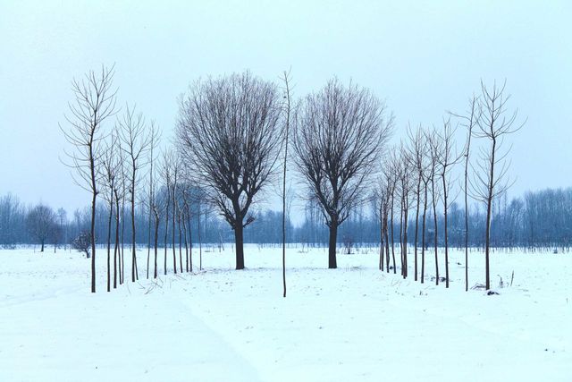 Gray Leafless Tree during Winter - Download Free Stock Photos Pikwizard.com