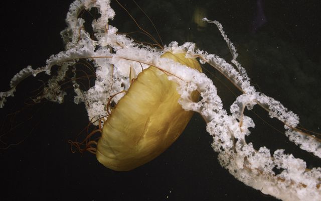 Jellyfish Invertebrate Isopod - Download Free Stock Photos Pikwizard.com