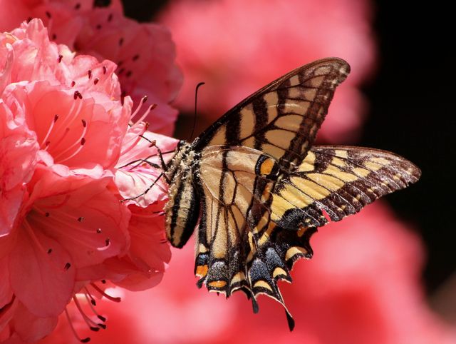 Brown Beige and Black Butterfly on Pink Petaled Flower - Download Free Stock Photos Pikwizard.com