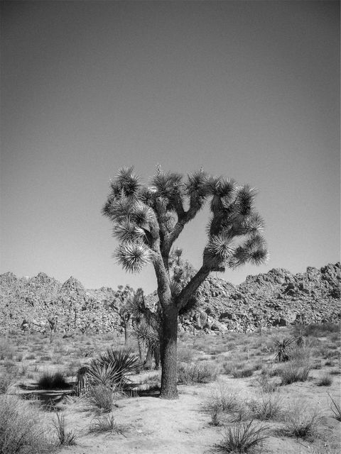 Desert trees shrubs  - Download Free Stock Photos Pikwizard.com