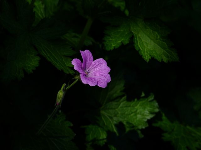 Pink Petal Flower - Download Free Stock Photos Pikwizard.com