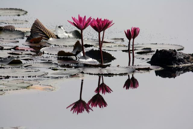4 Pink Lilies on Pond - Download Free Stock Photos Pikwizard.com
