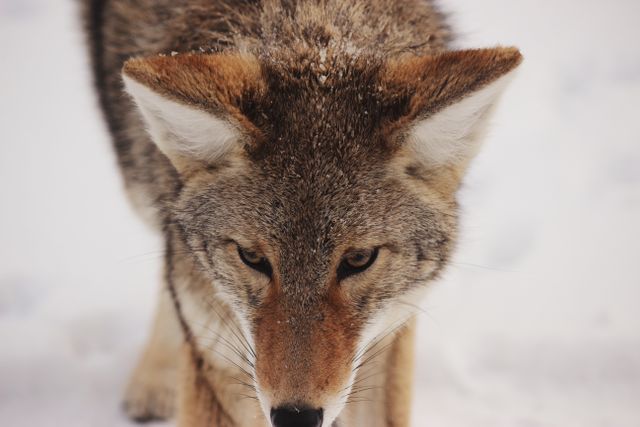 Canine Fox Wolf - Download Free Stock Photos Pikwizard.com