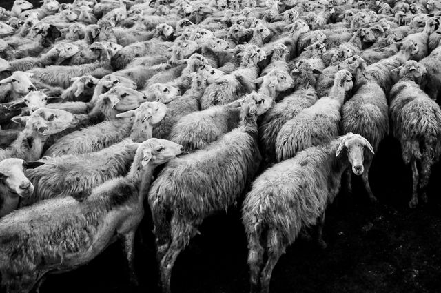 Sheep flock black and white animals - Download Free Stock Photos Pikwizard.com