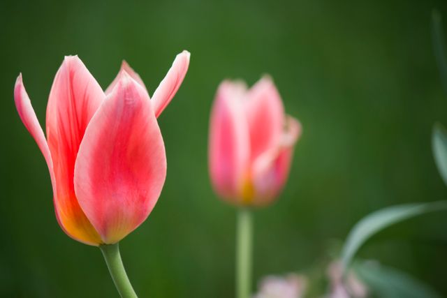 Flowers tulips springtime - Download Free Stock Photos Pikwizard.com