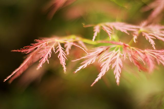 a plant with pink leaves - Download Free Stock Photos Pikwizard.com