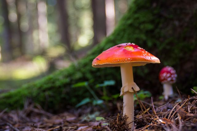 Mushroom forest floor - Download Free Stock Photos Pikwizard.com