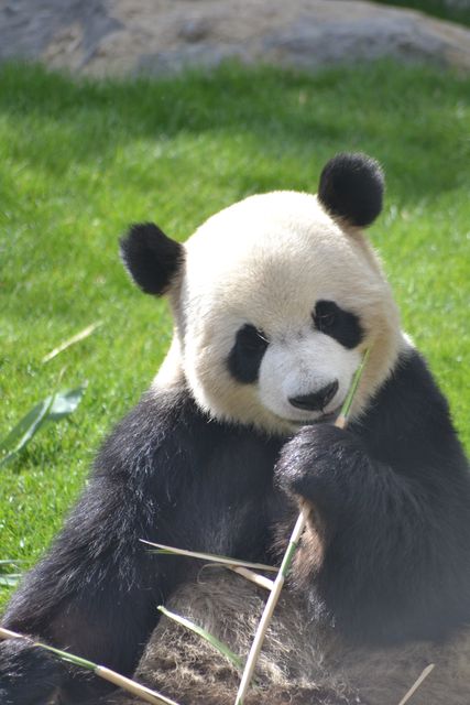 Giant panda - Download Free Stock Photos Pikwizard.com