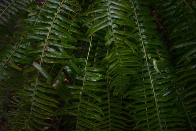 Ferns green greenery rain forest - Download Free Stock Photos Pikwizard.com