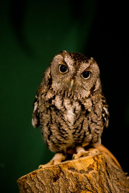 Bird Owl Animal - Download Free Stock Photos Pikwizard.com