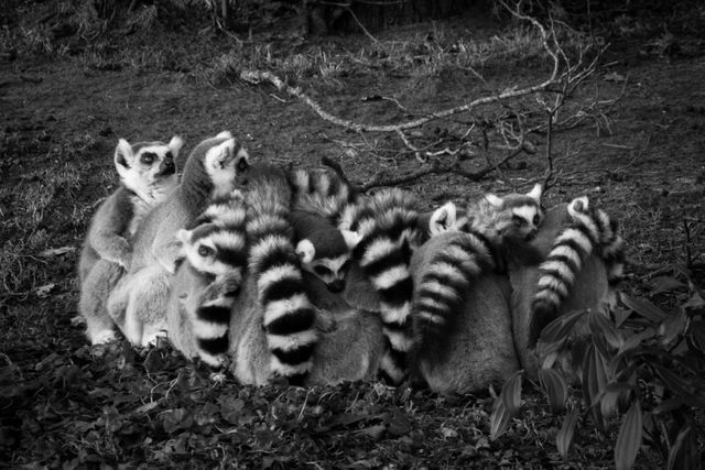 Gray Scale of Lemur - Download Free Stock Photos Pikwizard.com