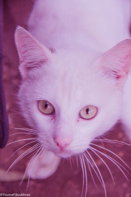 Close-up Portrait of Cat - Download Free Stock Photos Pikwizard.com