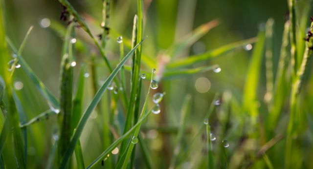 Grass With Dew Drops during Daytime - Download Free Stock Photos Pikwizard.com