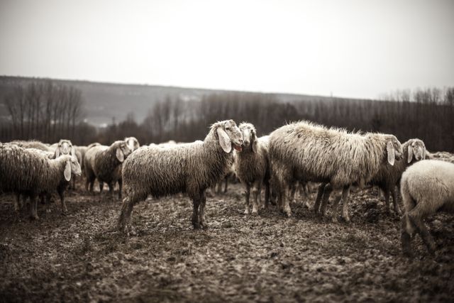 Sheep Ram Simpleton - Download Free Stock Photos Pikwizard.com