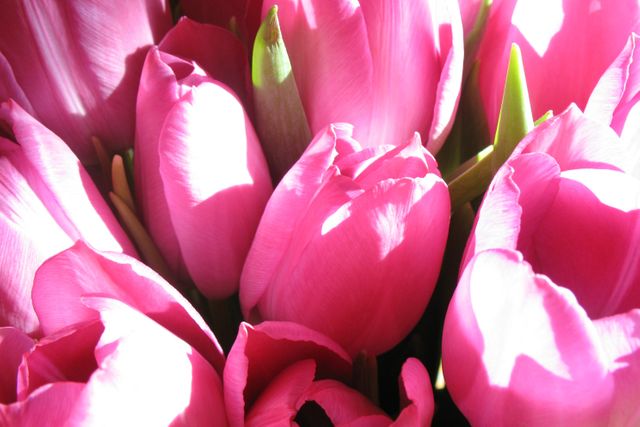 Pink Tulips Flower - Download Free Stock Photos Pikwizard.com