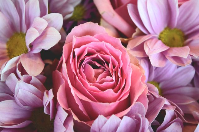 Flowers roses pink - Download Free Stock Photos Pikwizard.com