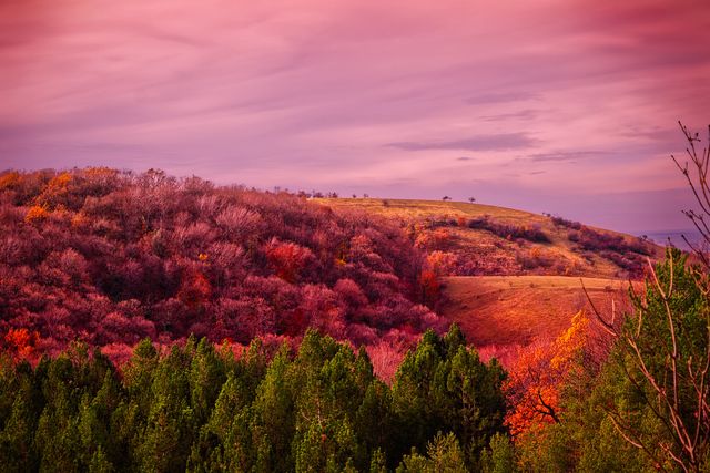 a hill with trees and a pink sky - Download Free Stock Photos Pikwizard.com
