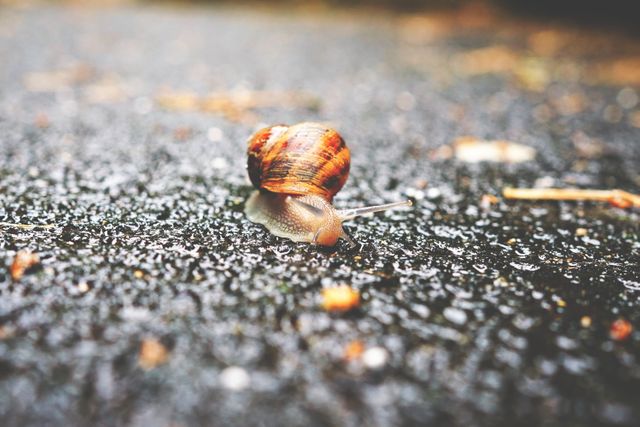 Selective Focus Photography of Snail on Grey Asphalt Road during Daytime - Download Free Stock Photos Pikwizard.com