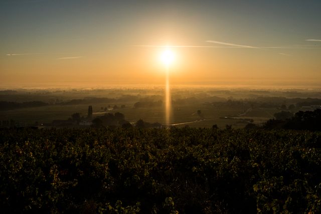 the sun rising over a vineyard - Download Free Stock Photos Pikwizard.com