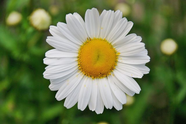 White Daisy Flower in Focus Photography - Download Free Stock Photos Pikwizard.com