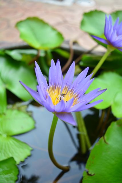 Beautiful flowers blue flowers daylight lotus - Download Free Stock Photos Pikwizard.com