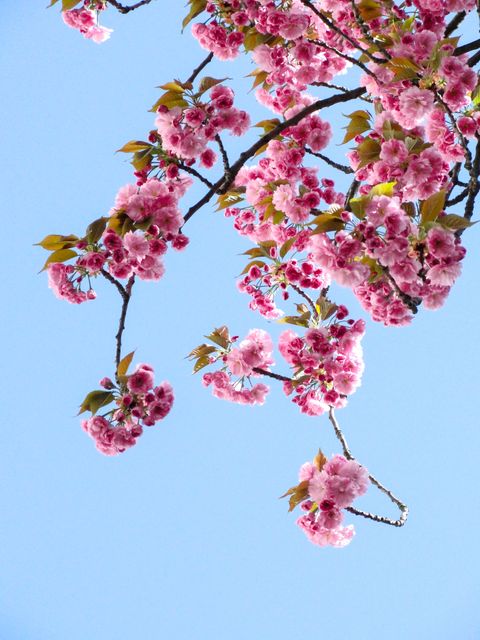 Low Angle View of Pink Flowers Against Blue Sky - Download Free Stock Photos Pikwizard.com