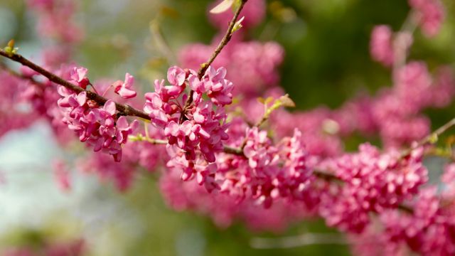 pink flowers on a tree - Download Free Stock Photos Pikwizard.com