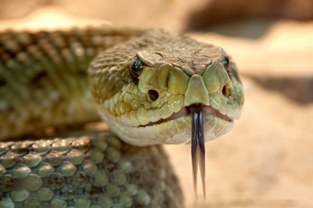 Shallow Focus Photography of Gray Snake With Black Tongue - Download Free Stock Photos Pikwizard.com