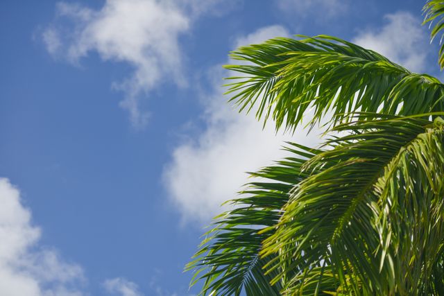 Green Palm Leaves In A Blue Sky - Download Free Stock Photos Pikwizard.com