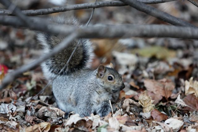 Squirrel animal leaves- Download Free Stock Photos Pikwizard.com